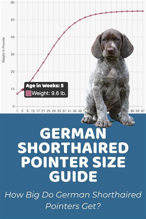 gsp puppy feeding chart|How Much to Feed a German Shorthaired Pointer